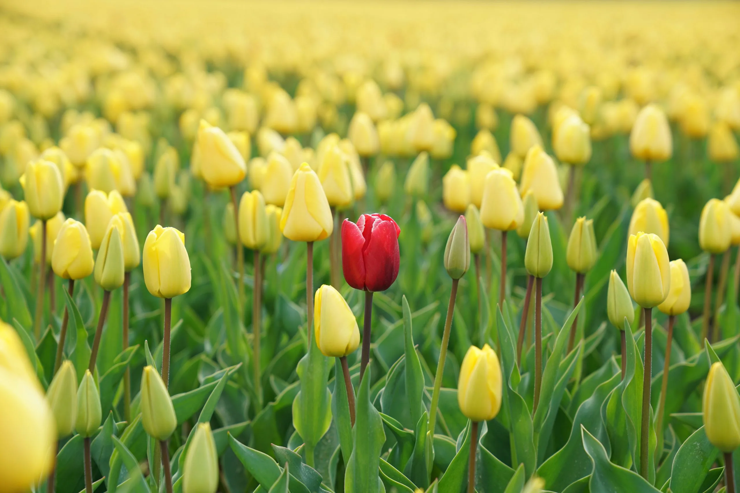 A red flower stands out in a field of yellow flowers